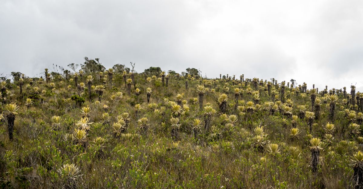 Bosquecillo de árboles nativos en una ladera serrana con luz filtrada entre las copas